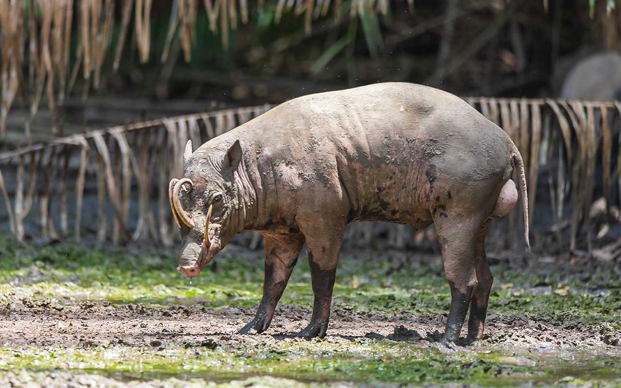Babi Rusa Sulawesi – Nantu Babi Rusa Sulawesi - Nantu