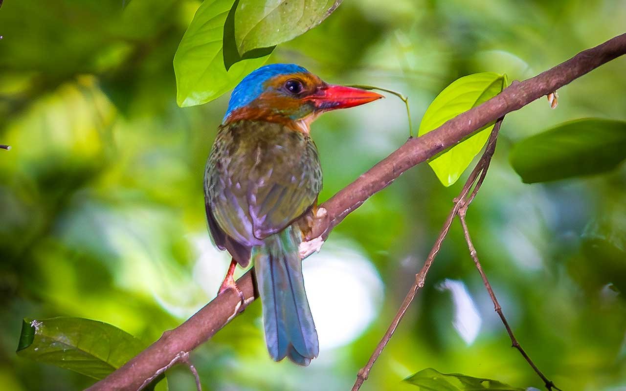 Birding trip, Tangkoko Birding trip, Tangkoko