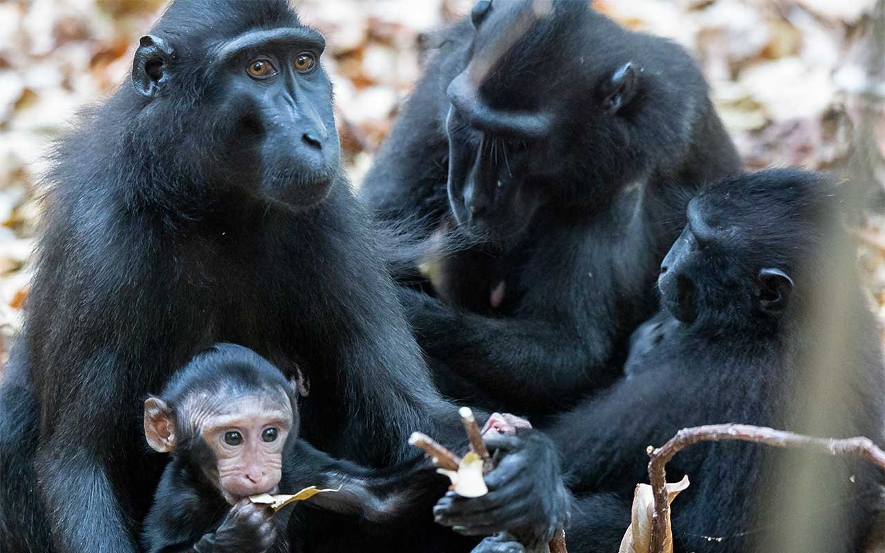 Macaca Family, Tangkoko Macaca Family, Tangkoko
