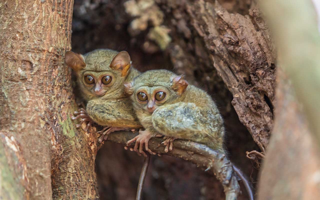 Tarsier, Tangkoko – North Sulawesi Tarsier, Tangkoko - North Sulawesi