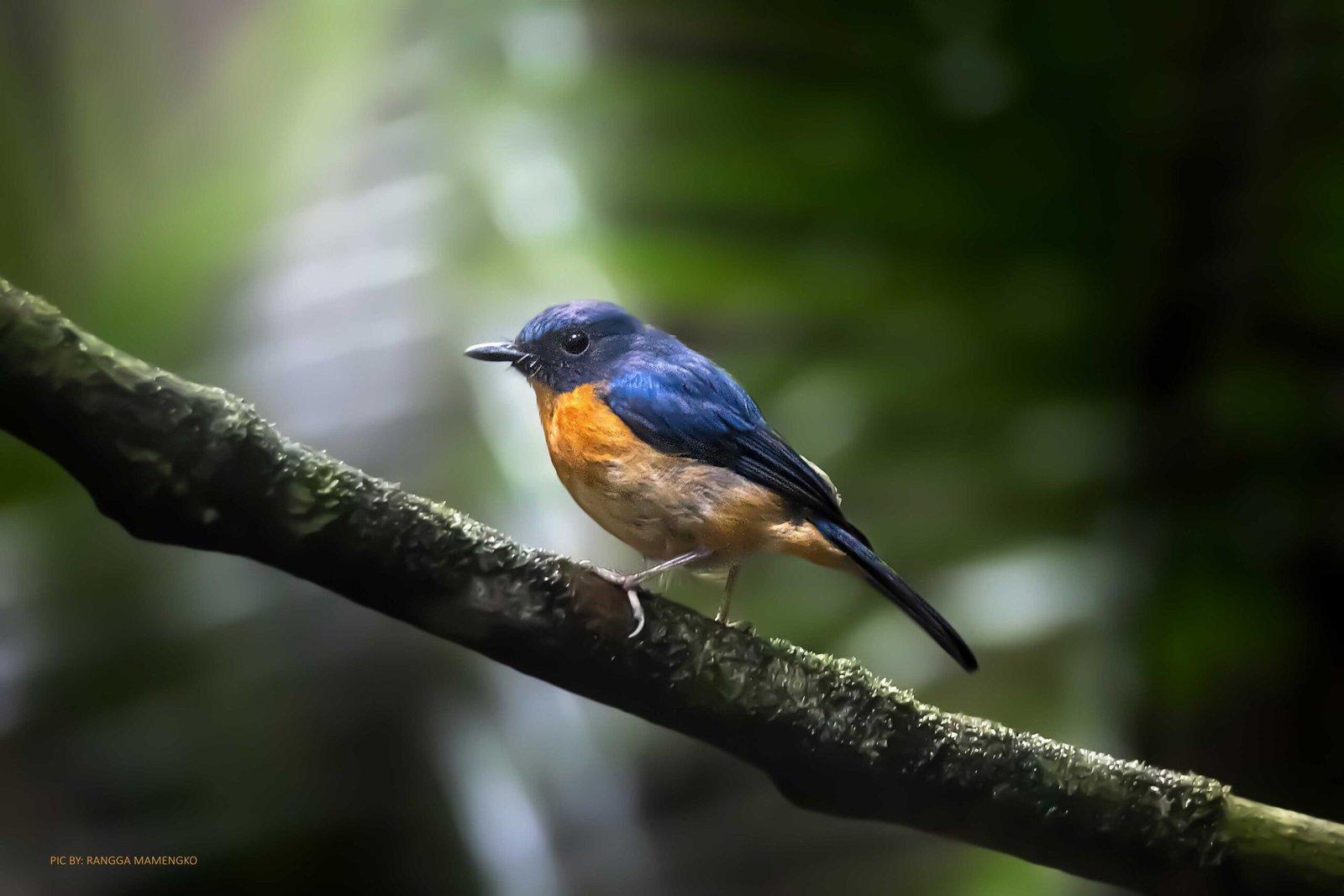 sulawesi-blue-flycatcher