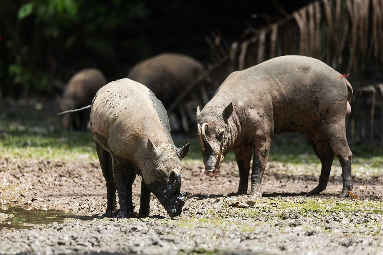 babirusa-pigdeer-nantu-gorontalo