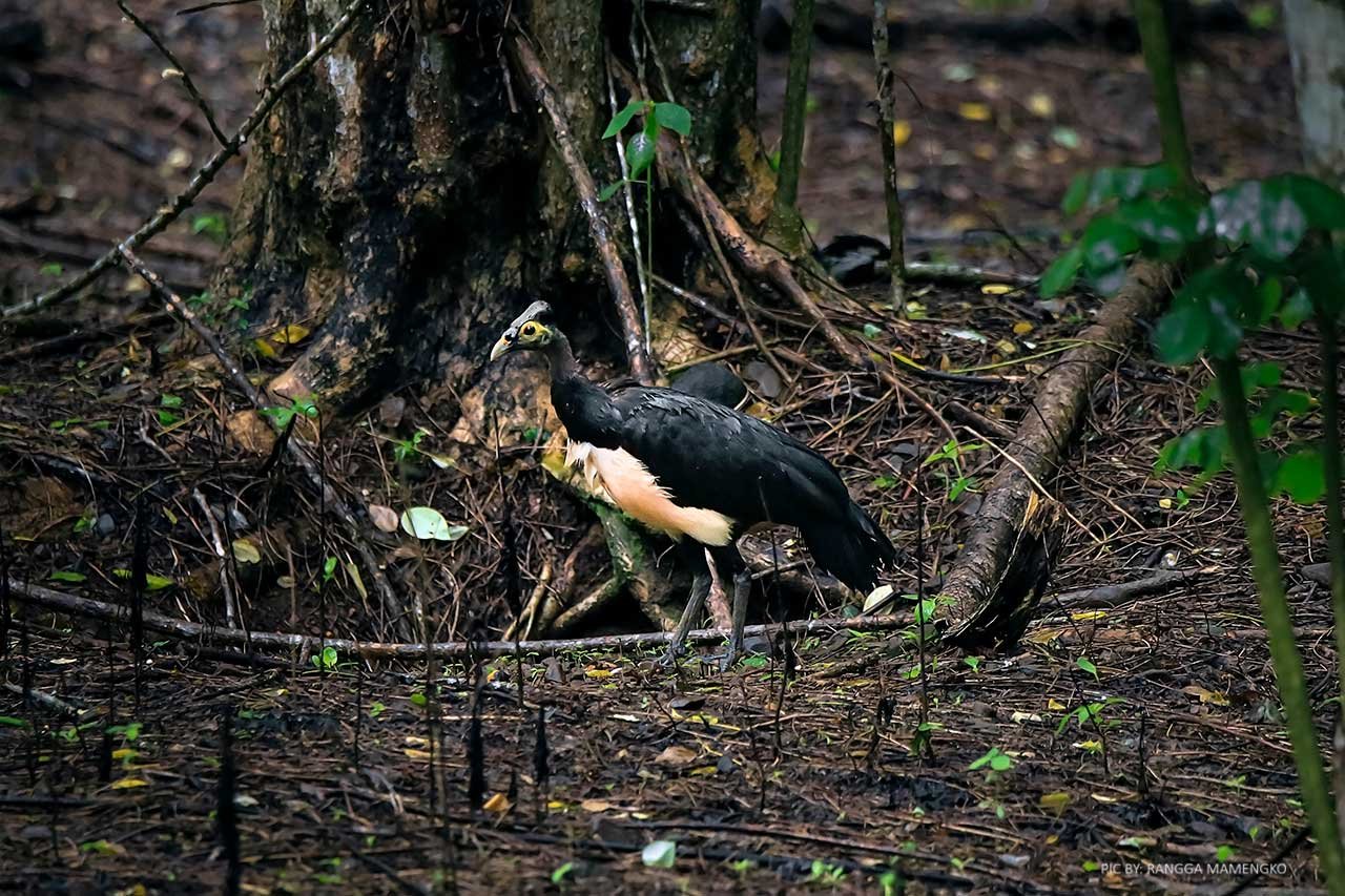 bogani-nani-wartabone-national-park-maleo