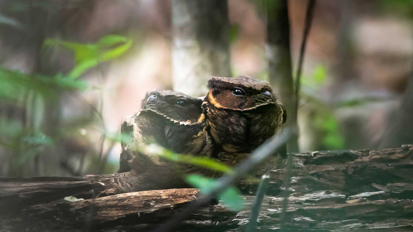 Great-eared Nightjar, Sulawesi Birding