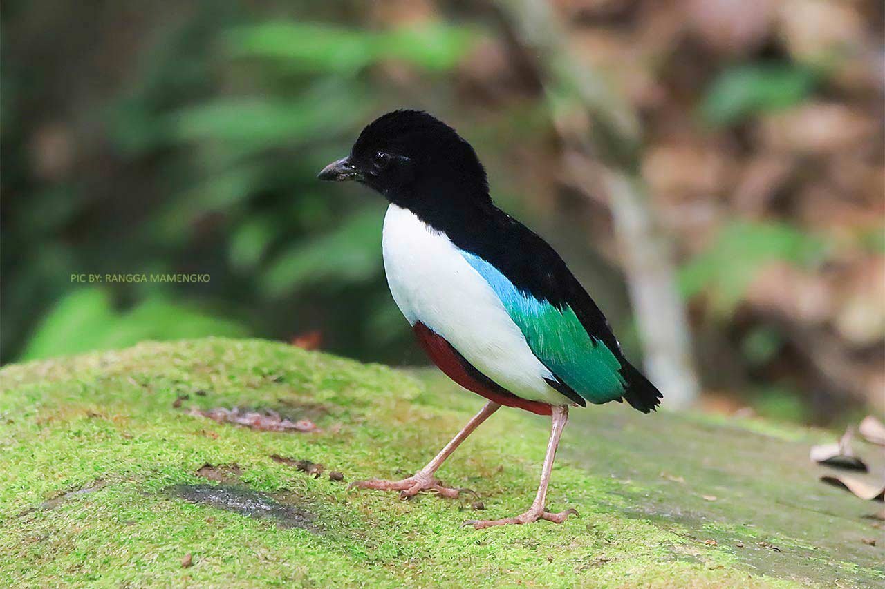 Ivory Breasted Pitta, Halmahera Ivory Breasted Pitta, Halmahera