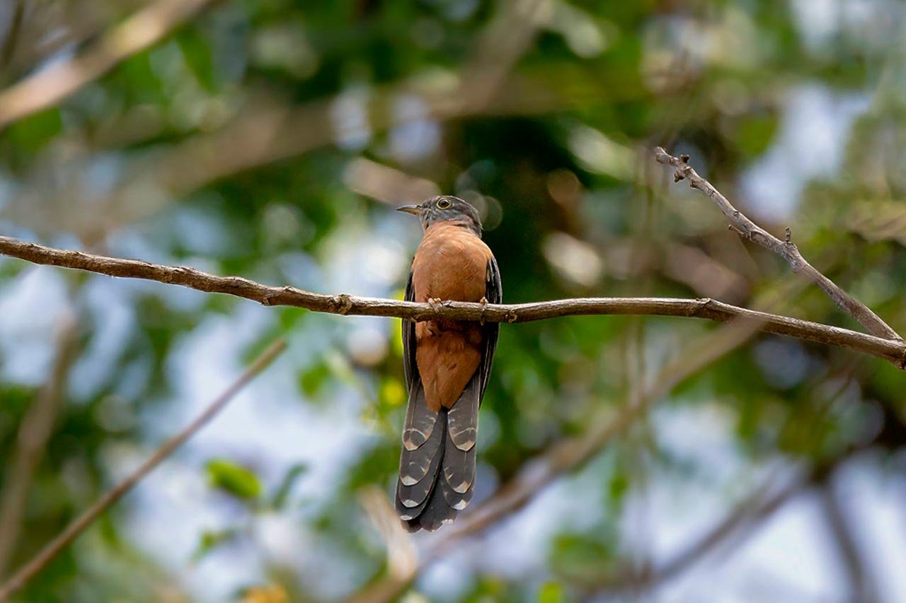 header-sulawesi-brush-cuckoo