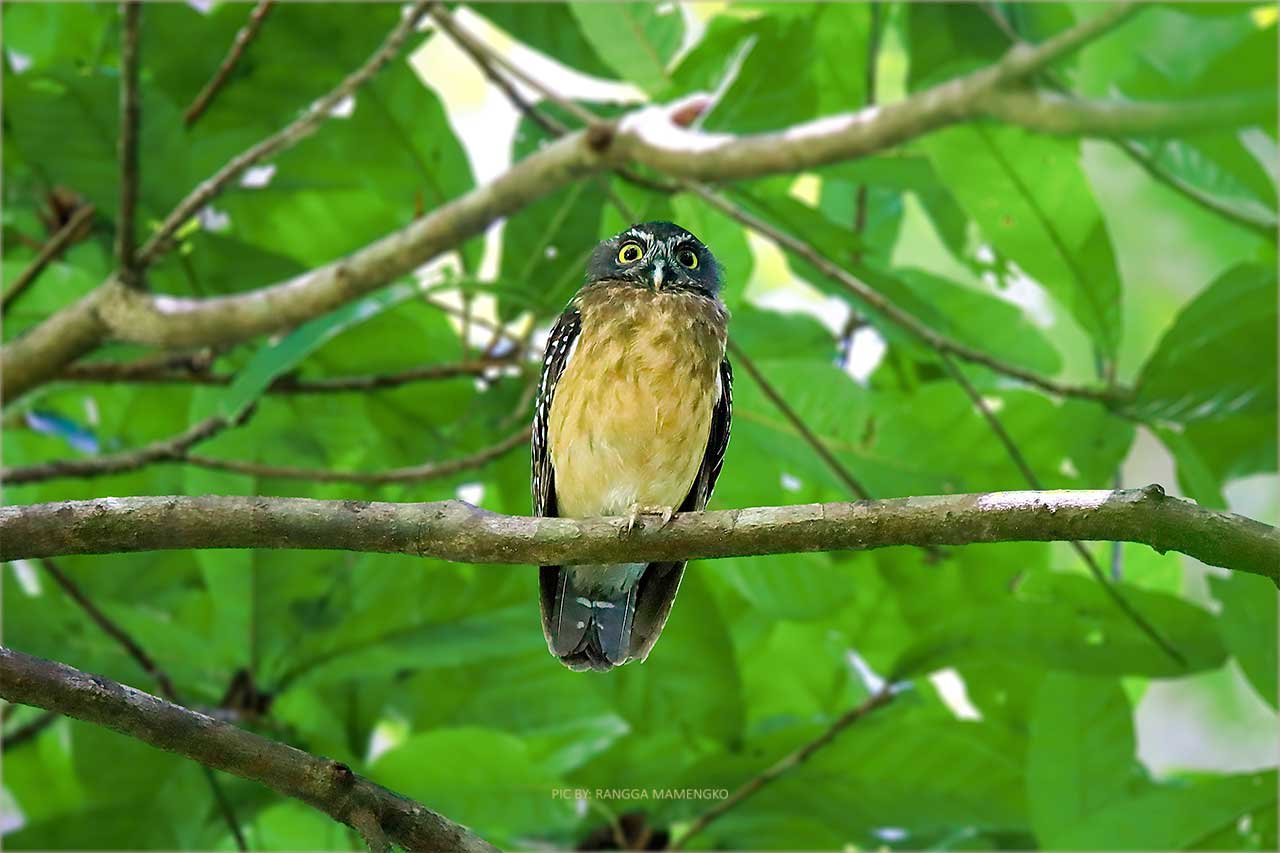 ochre-bellied-boobook Ochre Bellied-boobook, Tangkoko