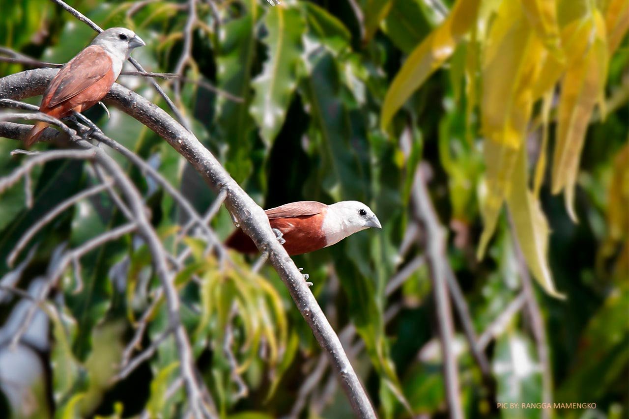 pale-headed-munia-donggala