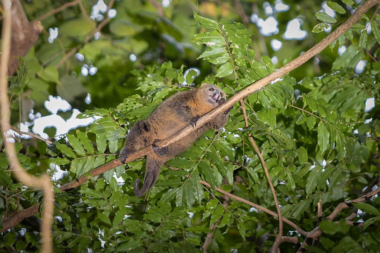 Sulawesi Bear Phalanger, Tangkoko Sulawesi Bear Phalanger, Tangkoko