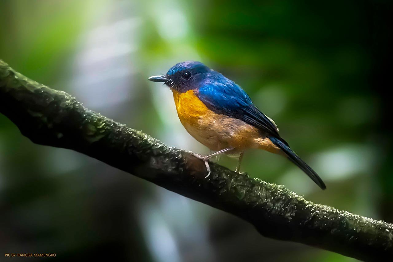 sulawesi-blue-flycatcher-1280