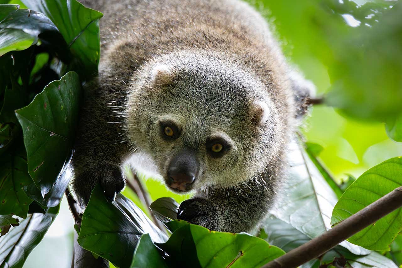 tangkoko-bear-cuscus