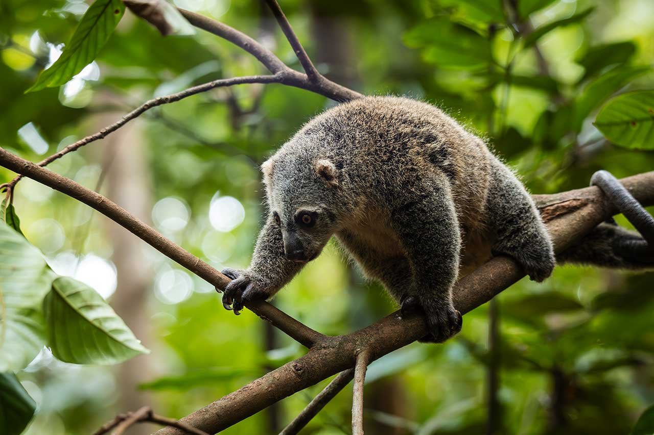 tangkoko-bear-cuscus2