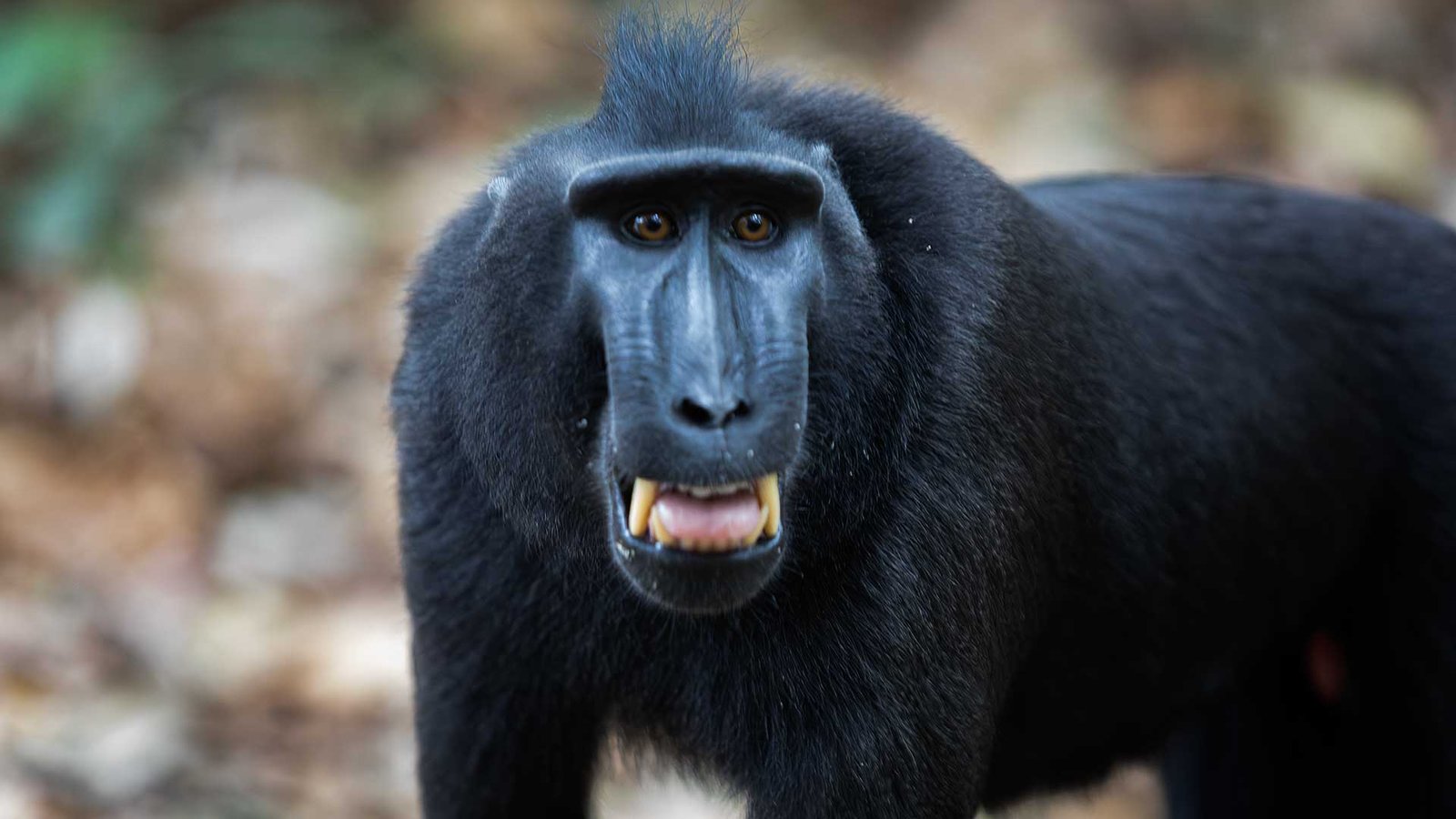 tangkoko-macaca-nigra
