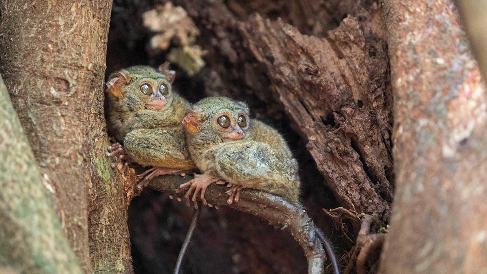 tarsius-tangkoko